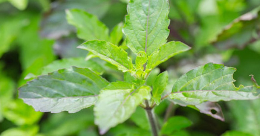 തുളസിയുടെ ഔഷധ ഗുണങ്ങൾ: മികച്ച ആരോഗ്യമാകെ ആയുർവേദ പ്രാധാന്യം