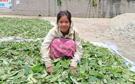 സ്ത്രീ കർഷകർക്ക് ഉയർന്ന വരുമാനം നൽകുന്ന ബേ ഇല കൃഷി