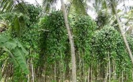 ഇന്ത്യയും പാകിസ്ഥാനും തമ്മിലുള്ള ബന്ധം തകർന്നതോടെ, തിരൂരിലെ വെറ്റില വ്യാപാരികൾ പ്രതിസന്ധിയിൽ