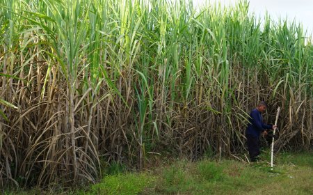 പരമ്പരാഗത കർഷകശൈലി മറികടന്ന് പ്രതിവർഷം ഒരു കോടി രൂപയുടെ വിറ്റുവരവ് ഉണ്ടാക്കുന്ന സർതാജ് ഖാൻ