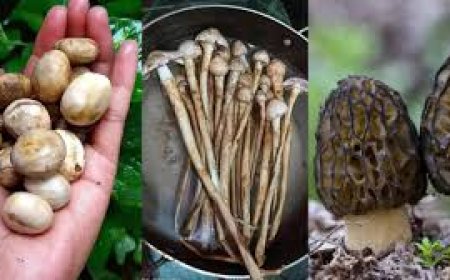 പോഷകശക്തിയും കർഷകരുടെ വരുമാന വർദ്ധനവും ഉറപ്പാക്കുന്ന ഝാർഖണ്ഡിലെ കാടിനകത്തെ രഹസ്യമുത്ത്