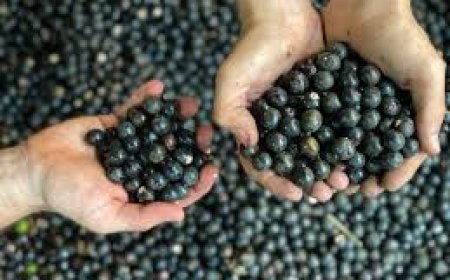 ഉയർന്ന പോഷക മൂല്യങ്ങൾ കൊണ്ടു സൂപ്പർ ഫ്രൂട്ട് എന്ന പേരിൽ അറിയപ്പെടുന്ന പഴമാണ് അസായി ബെറി