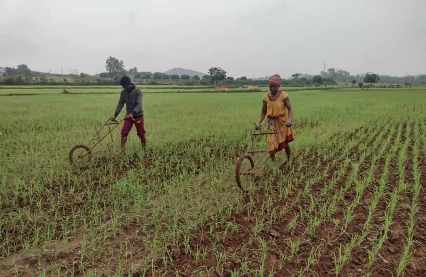 പുതിയ പദ്ധതികളിൽ നിന്ന് പാരമ്പര്യ വിത്തുകൾക്ക് പരിഗണന കുറയുന്നതായി ഒഡിഷയിലെ കർഷകർ