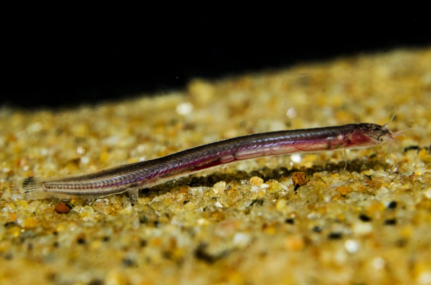 ഈൽ ലോച്ചിനെ ആദ്യമായി കണ്ടെത്തിയത് കോഴിക്കോട്ടുകാരി കൊച്ചുമിടുക്കി ജുഹു