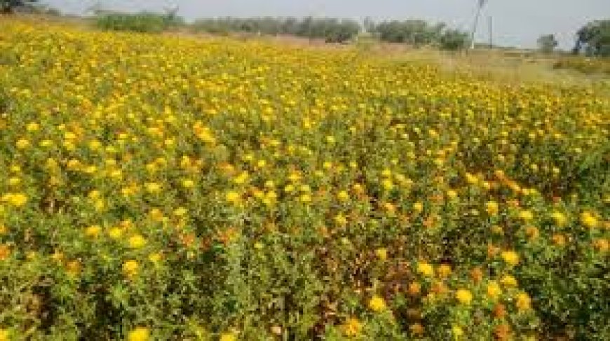 രോഗ പ്രതിരോധ ശേഷി കൂടിയ സൺഫ്ലവറിന്റെ പുതിയ ഇനമായ പർഭാണി സുവർണ