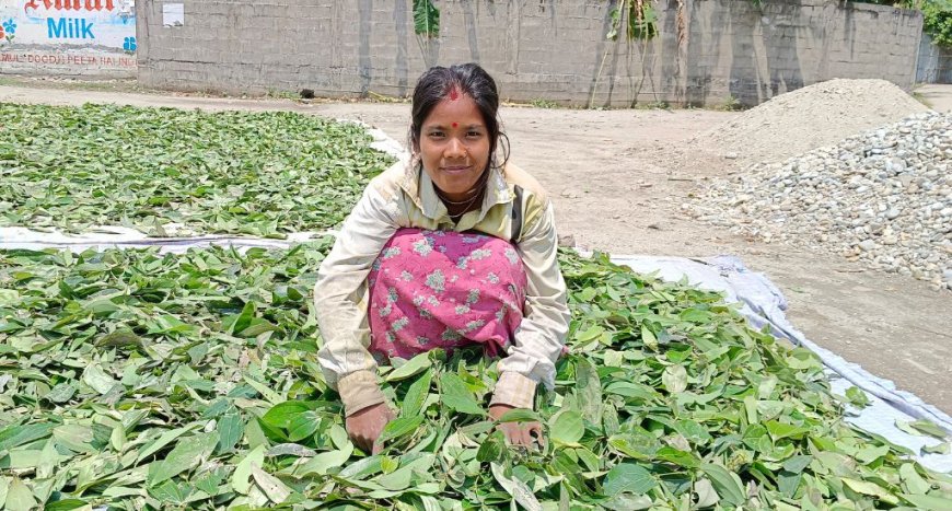 സ്ത്രീ കർഷകർക്ക് ഉയർന്ന വരുമാനം നൽകുന്ന ബേ ഇല കൃഷി