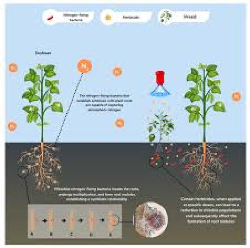 വിളകളിൽ നൈട്രജൻ ഫിക്സേഷൻ നടത്തി കർഷകരെ വിജയിപ്പിക്കുകയാണ് പുത്തൻ കൃഷിരീതിയിലൂടെ
