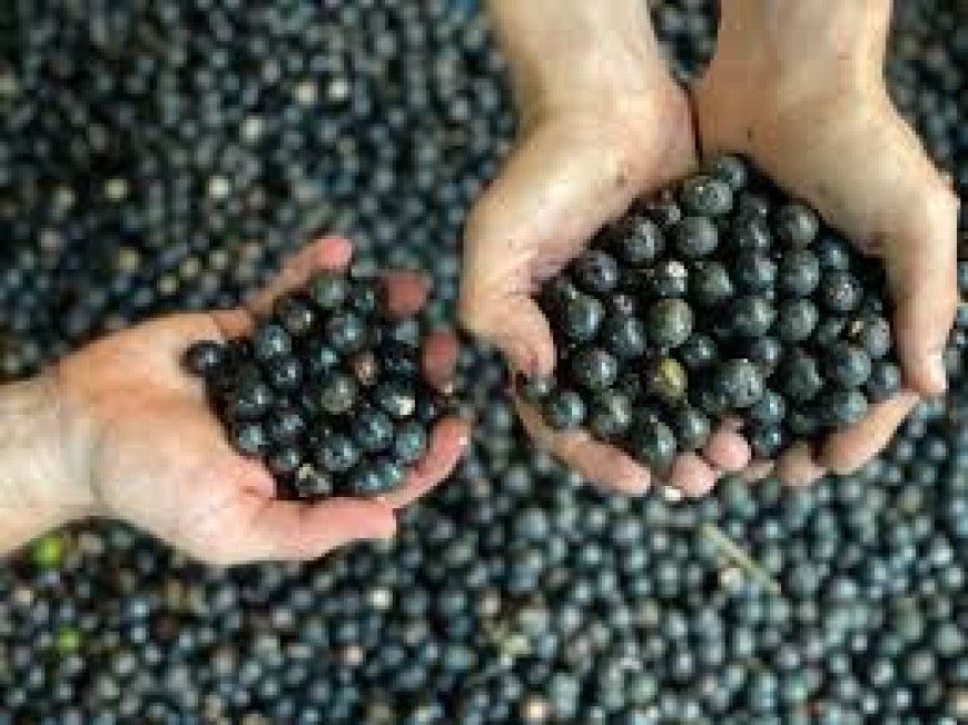 ഉയർന്ന പോഷക മൂല്യങ്ങൾ കൊണ്ടു സൂപ്പർ ഫ്രൂട്ട് എന്ന പേരിൽ അറിയപ്പെടുന്ന പഴമാണ് അസായി ബെറി