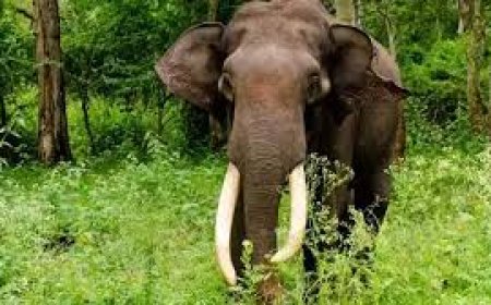 മനുഷ്യ-മൃഗ സംഘർഷം പരിഹരിക്കാൻ ഗോത്രഭേരി എന്ന പദ്ധതിക്ക് തുടക്കമിട്ട് കേരള വനം വകുപ്പ്