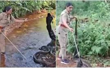 പരുത്തിപ്പള്ളി റേഞ്ചിലെ വനംവകുപ്പ് ഉദ്യോഗസ്ഥയായ  ജി.എസ്. റോഷ്‌നിയുടെ ധീരത സോഷ്യൽ മീഡിയയിൽ വൈറലാവുന്നു