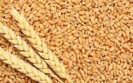 ഉയർന്ന വിളവും പോഷക സുരക്ഷയും വാഗ്ദാനം ചെയ്യുന്ന ഒരു ജൈവ ഇനമാണ് പുസ തേജസ്