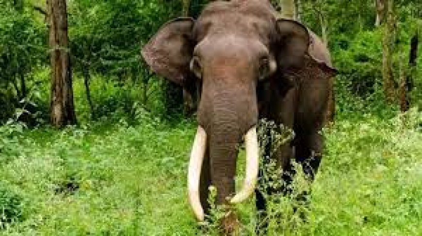 മനുഷ്യ-മൃഗ സംഘർഷം പരിഹരിക്കാൻ ഗോത്രഭേരി എന്ന പദ്ധതിക്ക് തുടക്കമിട്ട് കേരള വനം വകുപ്പ്