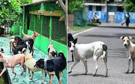 തെരുവ് നായ്ക്കളുടെ മേലുള്ള സ്വമേധയാ ഉള്ള ഉത്തരവ് സ്റ്റേ ചെയ്യണമെന്ന ഹർജികളിൽ സുപ്രീം കോടതി ഉത്തരവ് മാറ്റിവച്ചു