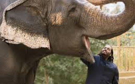 മുകേഷ് അംബാനിയുടെ വന്യജീവി സംരക്ഷണ കേന്ദ്രത്തെക്കുറിച്ച് അന്വേഷിക്കാൻ സുപ്രീം കോടതി ഉത്തരവിട്ടു