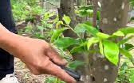 സ്വർണ്ണത്തേക്കാൾ 100 മടങ്ങ് വില കൂടുതലായ അപൂർവ മരമായ കൈനം മരത്തിന്റെ പ്രത്യേകതകൾ