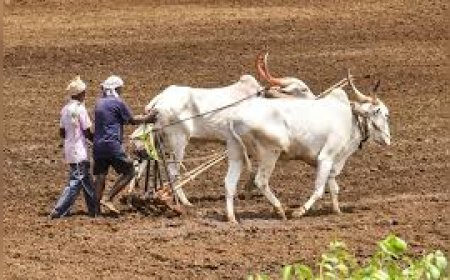 ഇന്ത്യൻ സർക്കാരിന്റെ സമീപകാല ജിഎസ്ടി പുനഃസംഘടന കാർഷിക, ക്ഷീര മേഖലകൾക്ക് ഗണ്യമായ നേട്ടം നൽകുന്നു