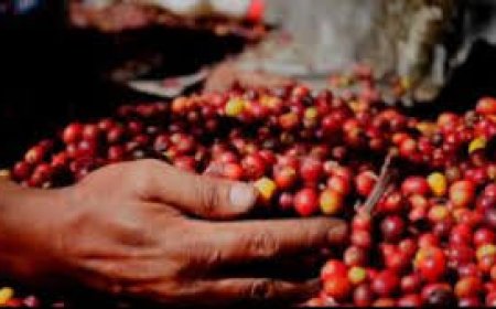 വയനാടൻ കാപ്പിയെ സുസ്ഥിരവും ലോകോത്തരവുമാക്കാൻ കേരളം ഒരുങ്ങുന്നു