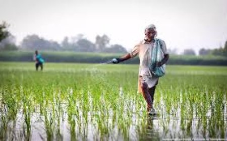 ഈ മാസം 29 ന് ആലപ്പുഴയിൽ നെൽകർഷക സംരക്ഷണ സമിതി സമരം പ്രഖ്യാപിച്ചു