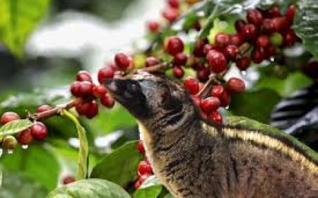 കാപ്രിലിക് ആസിഡിന്റെയും കാപ്രിക് ആസിഡ് മീഥൈൽ എസ്റ്ററുകളുടെയും ഉയർന്ന അളവാണ് സിവെറ്റ് കാപ്പിക്ക് രുചി നൽകുന്നതെന്ന് കണ്ടെത്തൽ