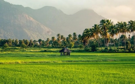 കേരളപ്പിറവി ദിനം: മലയാളികൾ കേരളത്തിന്റെ ജന്മദിനം ആഘോഷമാക്കുകയാണ്