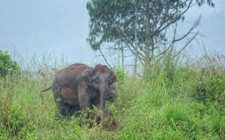 കോട്ടപ്പടിയിൽ കാട്ടാനയുടെ ആക്രമണത്തിൽ രണ്ട് പേർക്ക് പരിക്കേറ്റു