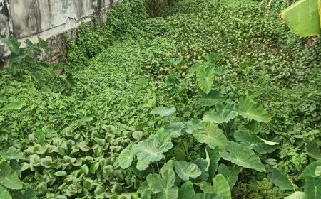 ഹരിപ്പാട് നഗരത്തിൻ്റെ ഐശ്വര്യമായ പിള്ളത്തോടിന് വികസന പദ്ധതിയില്ല: നാട്ടുകാർ ആക്ഷേപം ഉന്നയിച്ചു.