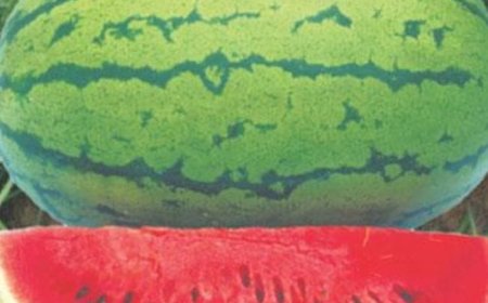 പഴവർഗ്ഗങ്ങൾക്ക് വിലയേറുന്നു: വിപണിയിൽ ആശങ്ക