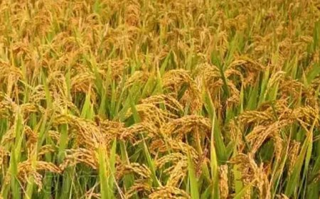 കേരളം ഉൾപ്പെടെയുള്ള സംസ്ഥാന സർക്കാരുകൾ പ്രഖ്യാപിച്ച അധിക പ്രോത്സാഹന ബോണസ് കാർഷിക രംഗം വൻതോതിൽ വളരാനിടയാവും.