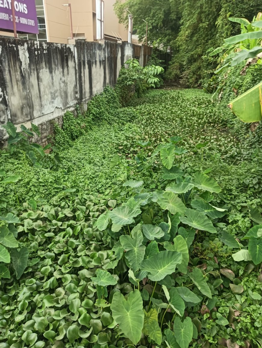 ഹരിപ്പാട് നഗരത്തിൻ്റെ ഐശ്വര്യമായ പിള്ളത്തോടിന് വികസന പദ്ധതിയില്ല: നാട്ടുകാർ ആക്ഷേപം ഉന്നയിച്ചു.