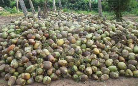 തേങ്ങയുടെ വിലയിലുണ്ടായ ഇടിവ് സംസ്ഥാനത്തെ നാളികേര കർഷകരിൽ വീണ്ടും ആശങ്കയുണ്ടാക്കുന്നു