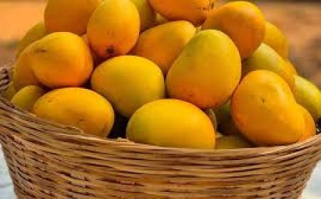 നിങ്ങൾക്ക് ഒരു സീസണ്‍ മുഴുവന്‍ ഒരു മരം വാടകയ്‌ക്കെടുക്കാനും വീട്ടില്‍ തന്നെ മുഴുവന്‍ വിളവെടുക്കാനും കഴിയും