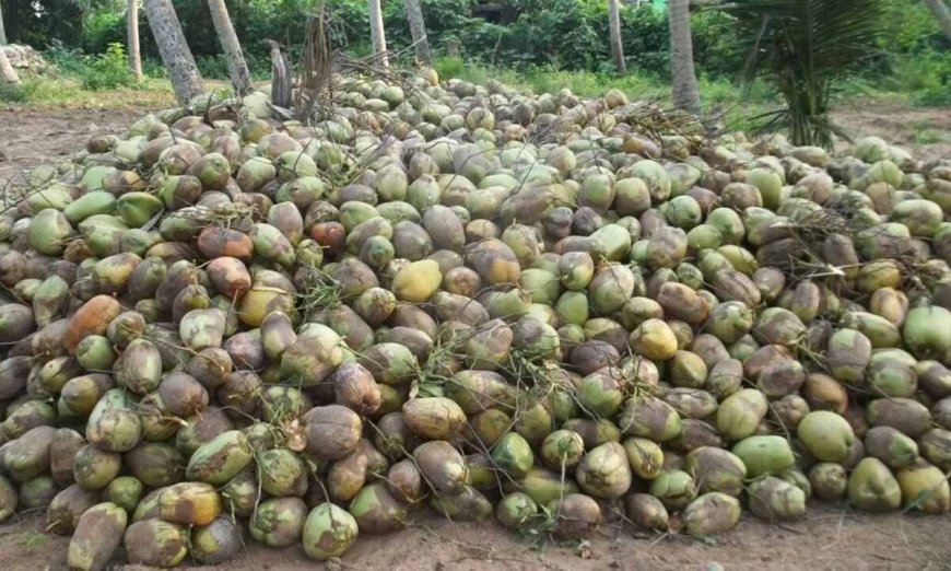 തേങ്ങയുടെ വിലയിലുണ്ടായ ഇടിവ് സംസ്ഥാനത്തെ നാളികേര കർഷകരിൽ വീണ്ടും ആശങ്കയുണ്ടാക്കുന്നു