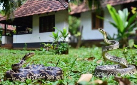 വേനൽച്ചൂട് കൂടിയതോടെ തണുപ്പ് തേടിയെത്തുന്ന പാമ്പുകളെ സൂക്ഷിക്കുക -സർപ്പവിദഗ്ധർ