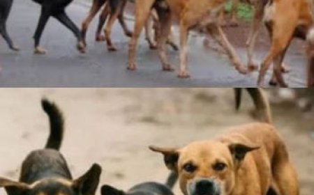 തെരുവ് നായ ആക്രമണം: നഷ്ടപരിഹാരം നൽകാൻ തദ്ദേശ സ്ഥാപനങ്ങൾക്ക് ബാധ്യതയുണ്ട്: ഉത്തരവാദിത്വത്തിൽ നിന്ന് ഒഴിഞ്ഞു മാറാൻ സാധ്യമല്ല: ഹൈക്കോടതി